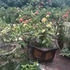 nguyendinhvan_1968