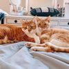apolloandphoenix