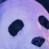 do0nyourm_yangx2