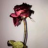blackswmrps20