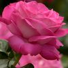 h.m.abd