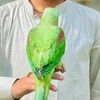 dawarkhing2