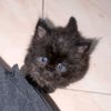 mochi_nya_arsyah