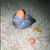 tymbark_golob