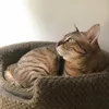 mysmallpalm_ak