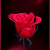 asmaaabobakr9756