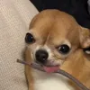honeyogre.ao