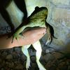 js_herping