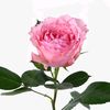 mayis_285