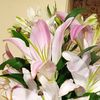 lilixarit