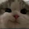 bipp_4u