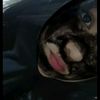 lachinita69_