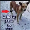 vitorj13_