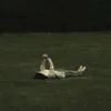 hoagnhg