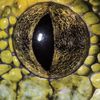 sinescoria