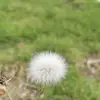 kristiancampomanez1