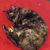 lilttlecat