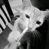 _xbrytzo.kato10
