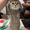 erythmeowwwwww