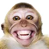 ngiseng_sek