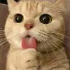 aliba_islam1
