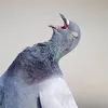nyannyan_1213