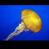meduza_tv91