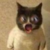cracked_cat4