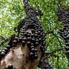 jabuticaba9383