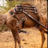oryx____oryx