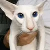 gato_di_maria._5