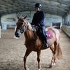 antox._horses112