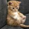 lilicabj_