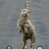 sheepstriker