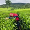 aasuha95