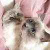 mangoesyogurt