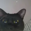 windlyyk666