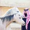 Shekh Ahmed