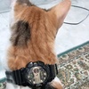 watchcat911