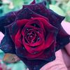 zohur_alnarjes