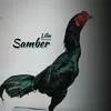 bachar003