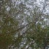 reyyhan685
