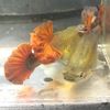 mania_guppy_lover_farm