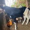 www.tiktok.bergerie