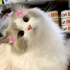 hanifah_377