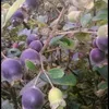 hoanggiap22c07887