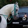zezeabu2006
