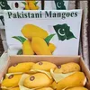pakistani_mangoes