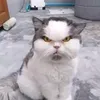xandysouza8630