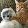 stupefy_ly